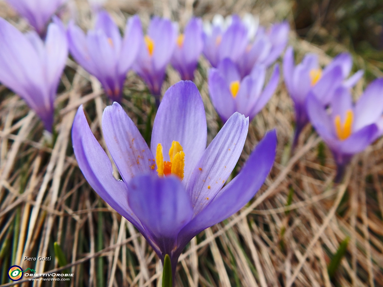 23 Crocus alla macro.JPG